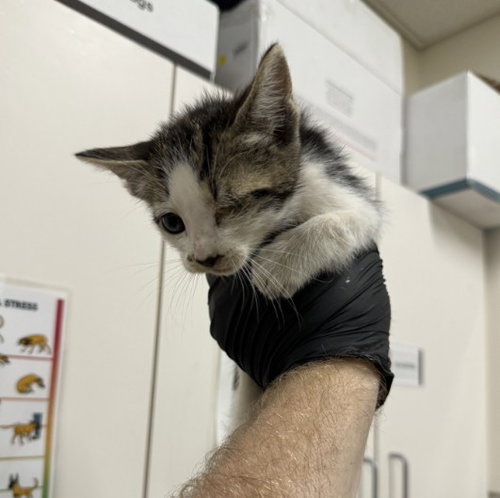 COW, an adoptable Domestic Short Hair in Santa Maria, CA
