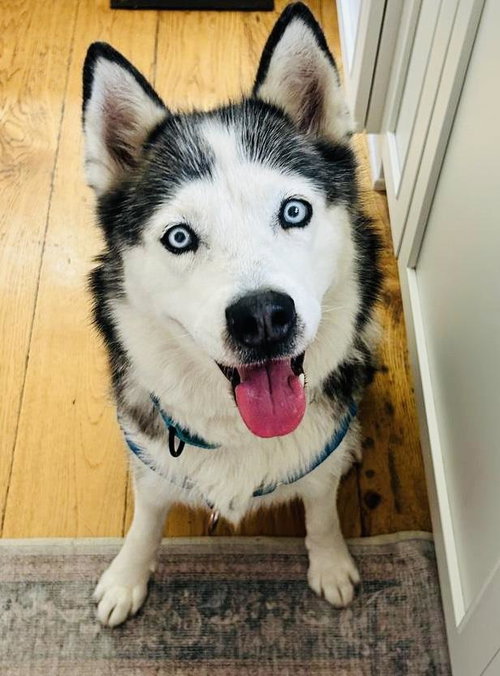 MIA, an adoptable Siberian Husky in Santa Maria, CA