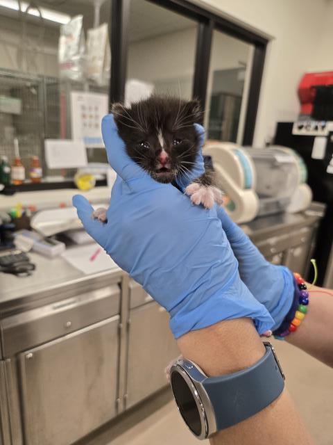 FLOWER, an adoptable Domestic Short Hair in Santa Maria, CA