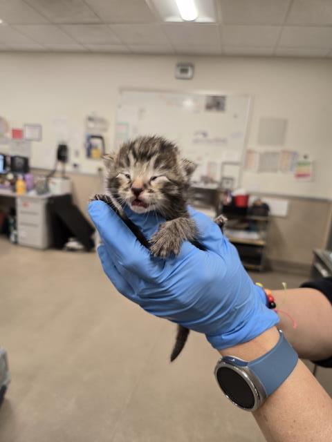 BAMBI, an adoptable Domestic Short Hair in Santa Maria, CA
