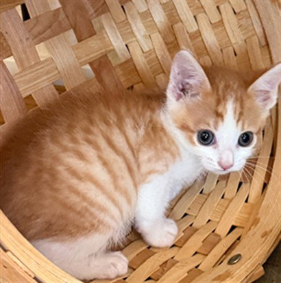JACK, an adoptable Domestic Short Hair in Santa Maria, CA