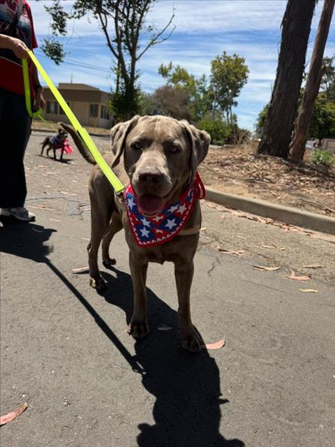 MAMBA, an adoptable Labrador Retriever in Santa Maria, CA