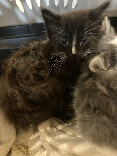 Pepper
