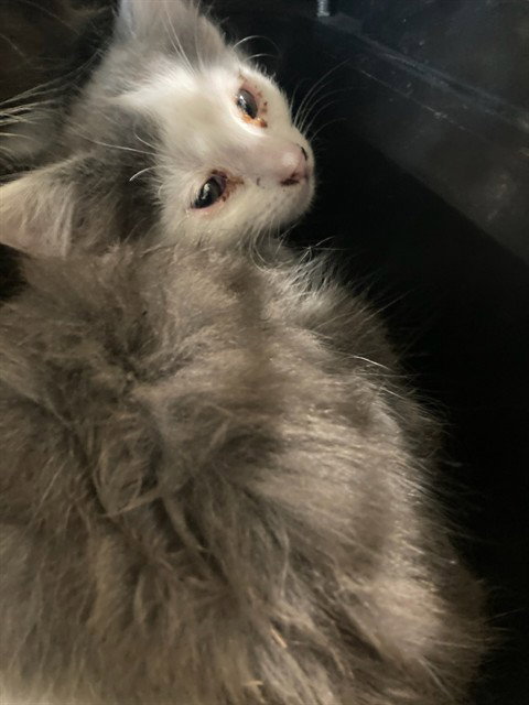 Maple