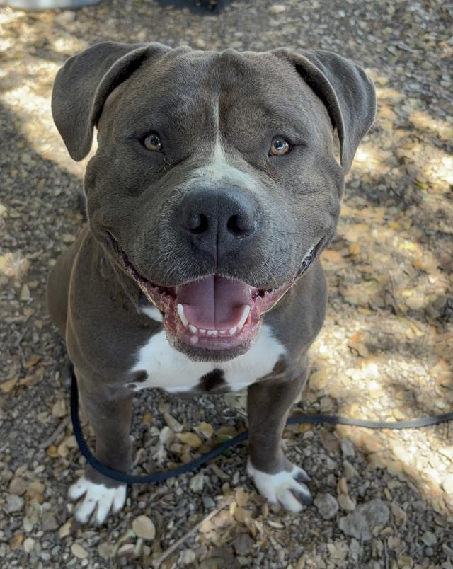 PORKCHOP