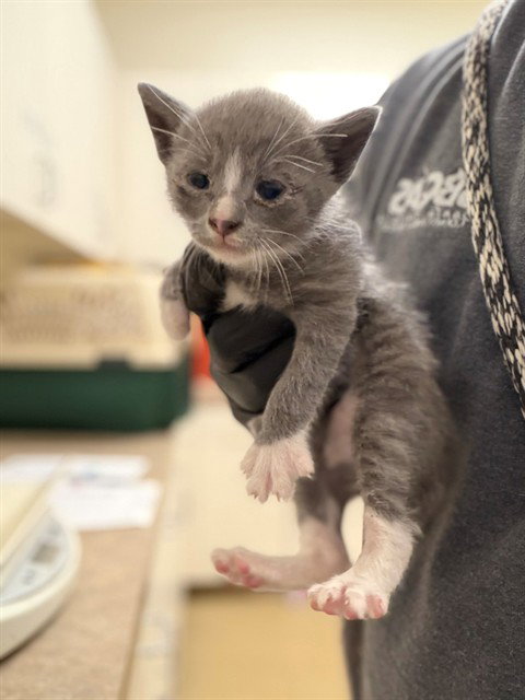 Dapper Tom