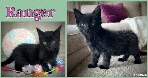 Ranger