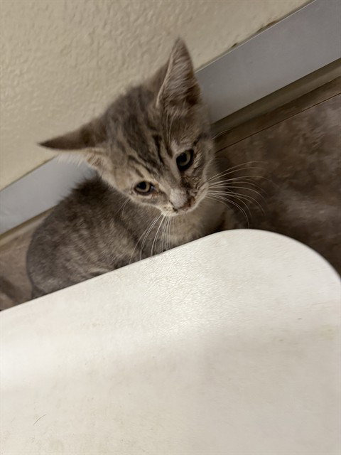 Frankie