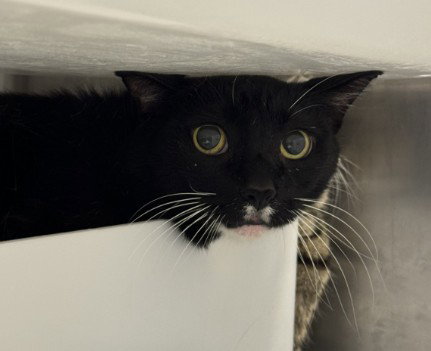 Whiskers