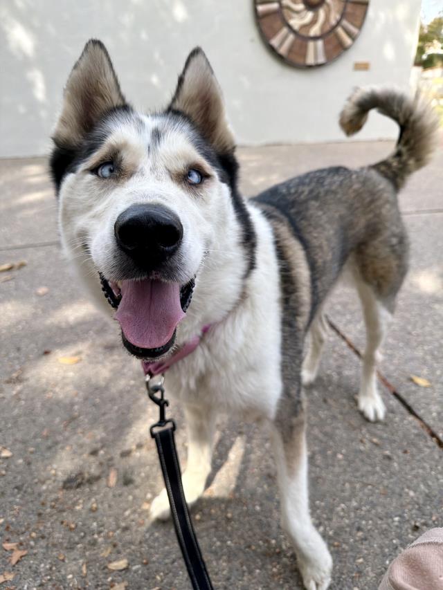 DELILAH