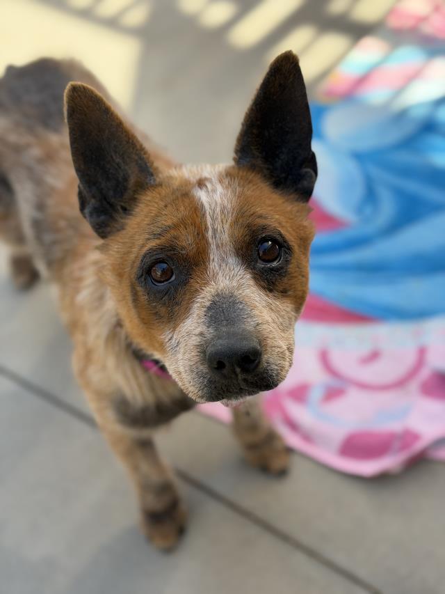 PENELOPE
