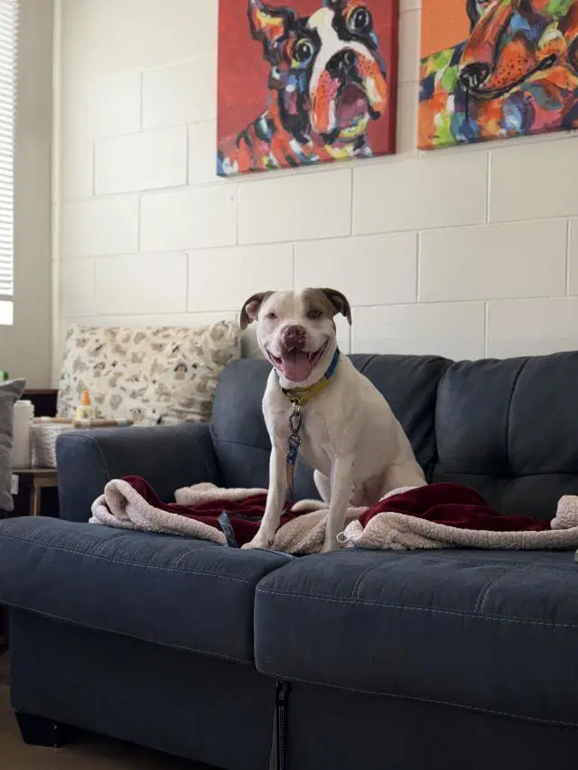 Spotie - Pit Bull Terrier