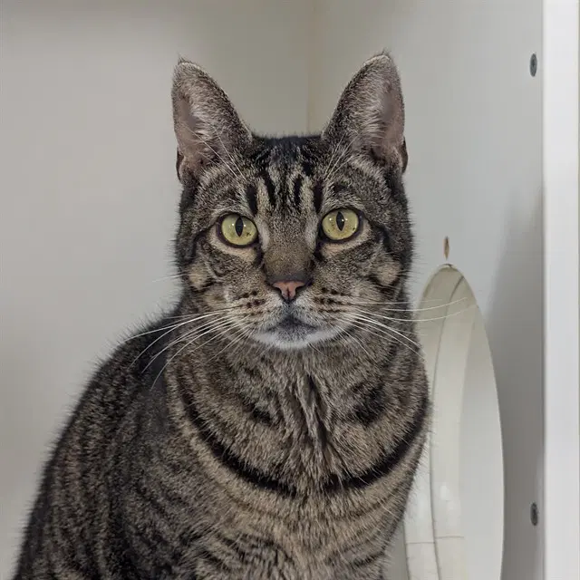 Tom - Domestic Short Hair