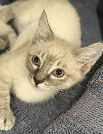 Luca