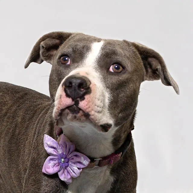 Scope - Pit Bull Terrier
