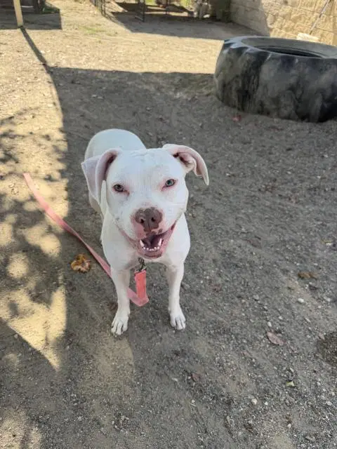 Sugar - Pit Bull Terrier