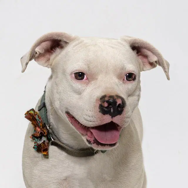 Pinky - Dogo Argentino
