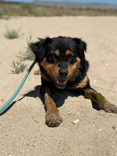 Ollie - Australian Shepherd
