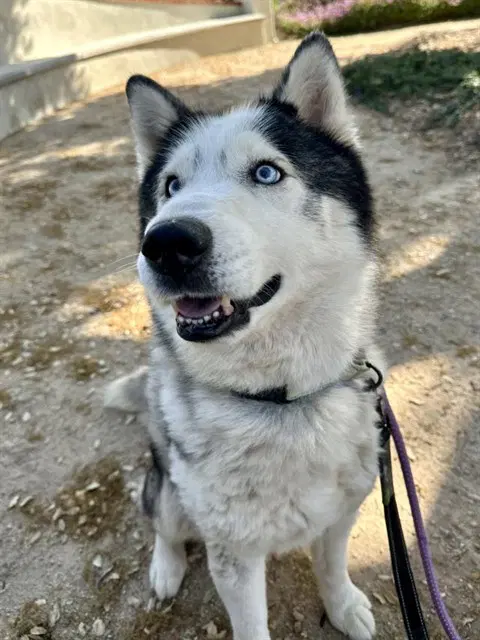 Finn - Siberian Husky