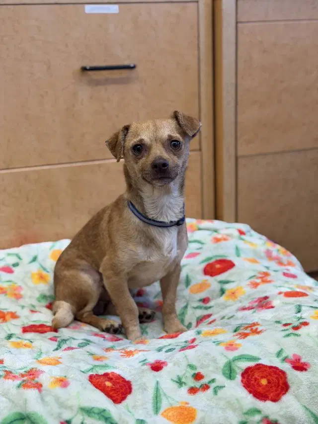 Kuzco - Chihuahua