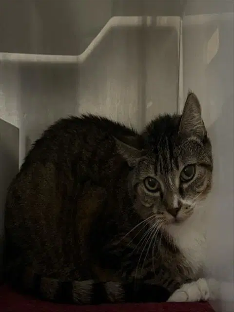 Grace - Domestic Short Hair