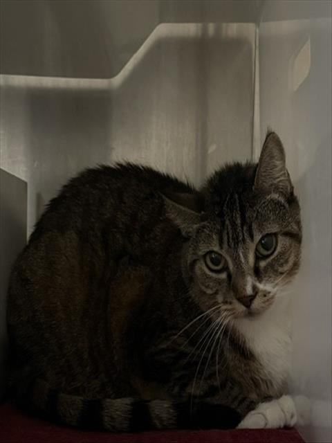 GRACE, a cat for adoption from Santa Barbara County Animal Services - Santa Maria