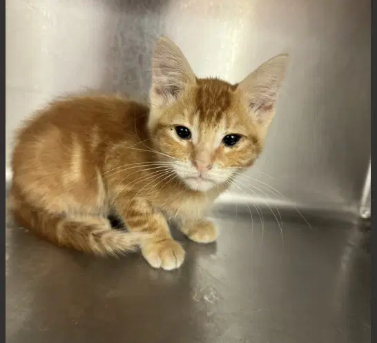 Sky - Domestic Short Hair