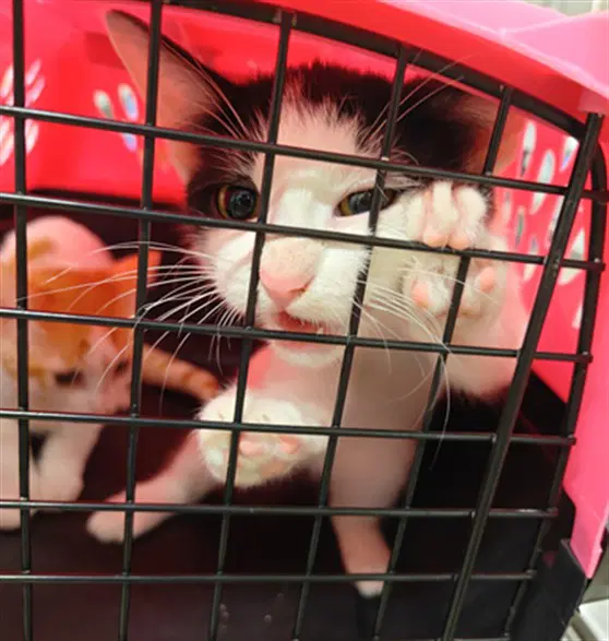 Mikey - Domestic Short Hair
