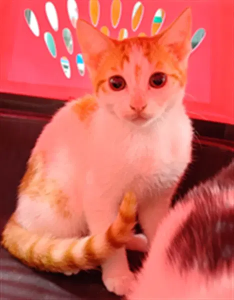 Arnie - Domestic Short Hair