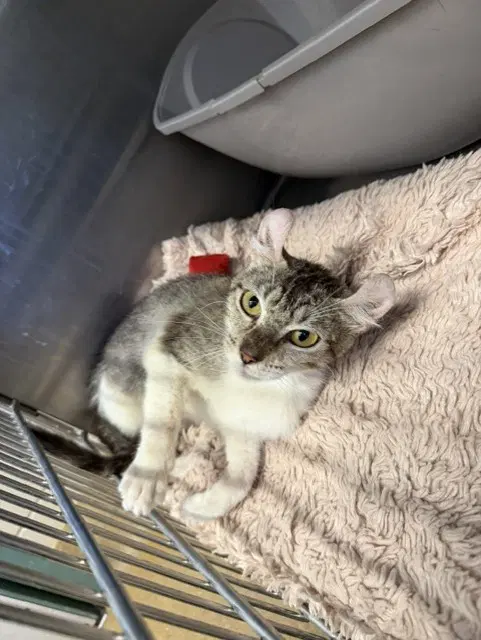 Petal - Domestic Short Hair