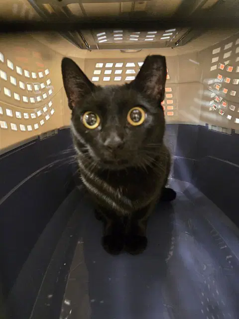 Sabrina - Domestic Short Hair