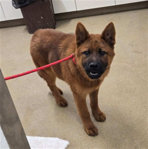 picture of the dog needing adoption