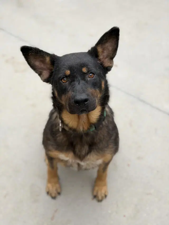 Chicha - Rottweiler