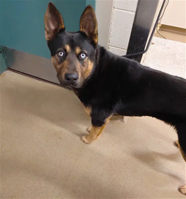 Zeus - German Shepherd Dog