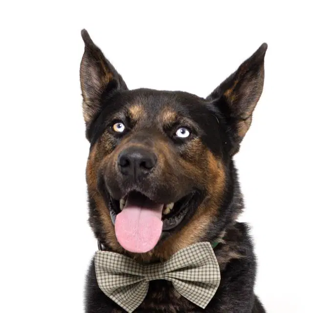 Zeus - German Shepherd Dog