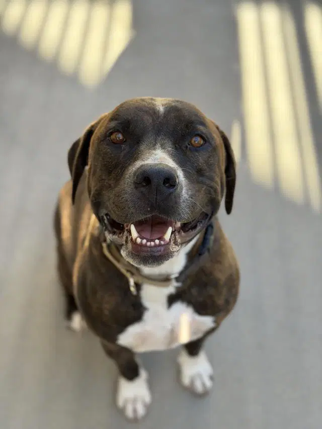 Bruno - Pit Bull Terrier