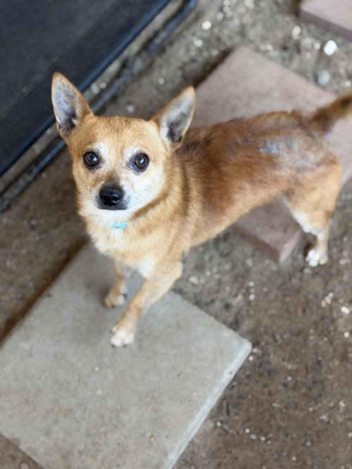 picture of the dog needing adoption