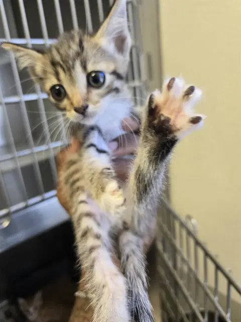 Yoshi - Domestic Short Hair