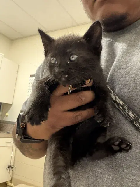 Tiva - Domestic Short Hair