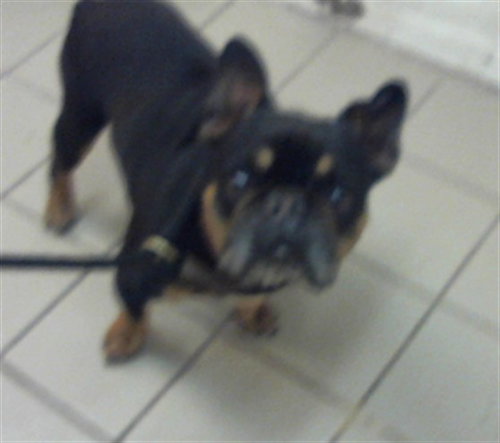 picture of the dog needing adoption