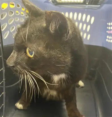Audrey - Domestic Short Hair