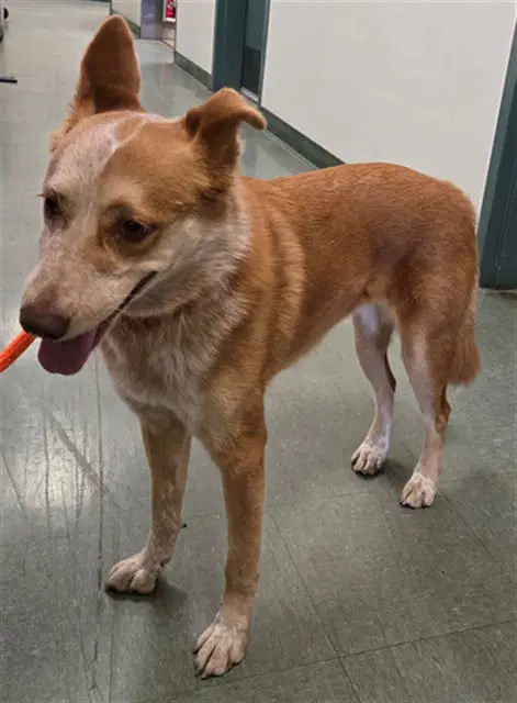 Malaa - Queensland Heeler