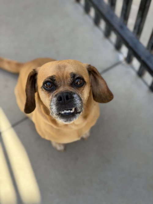 picture of the dog needing adoption