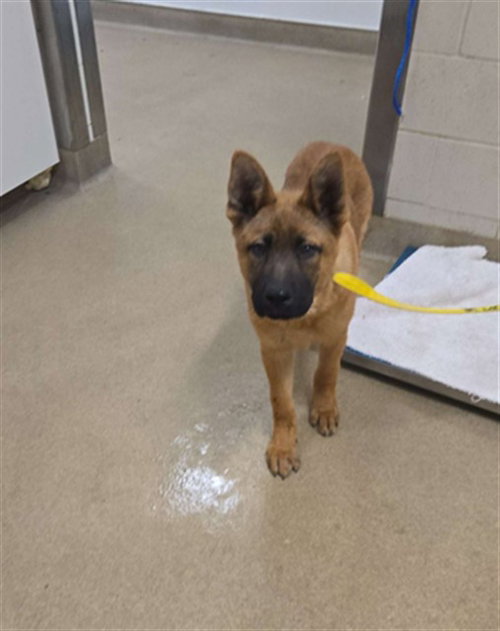 picture of the dog needing adoption