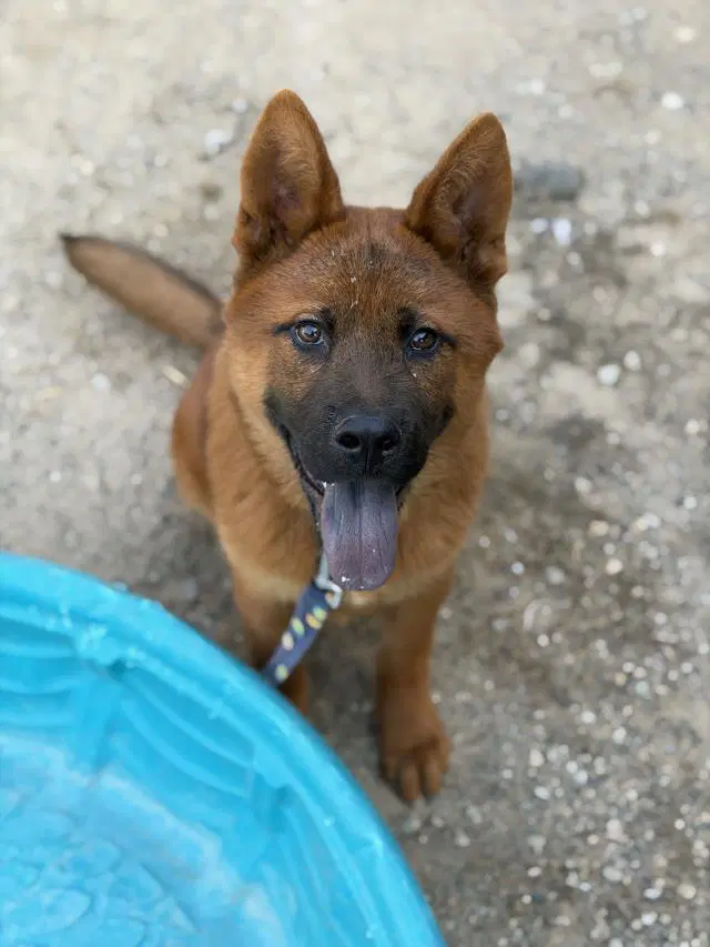 Isaiah - Chow Chow