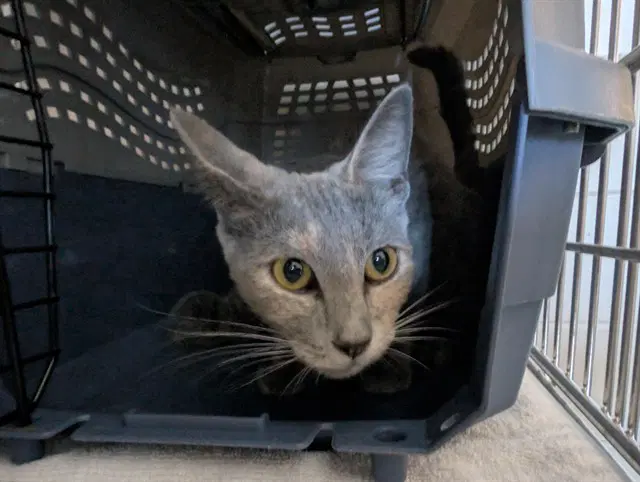 Queenie - Domestic Short Hair