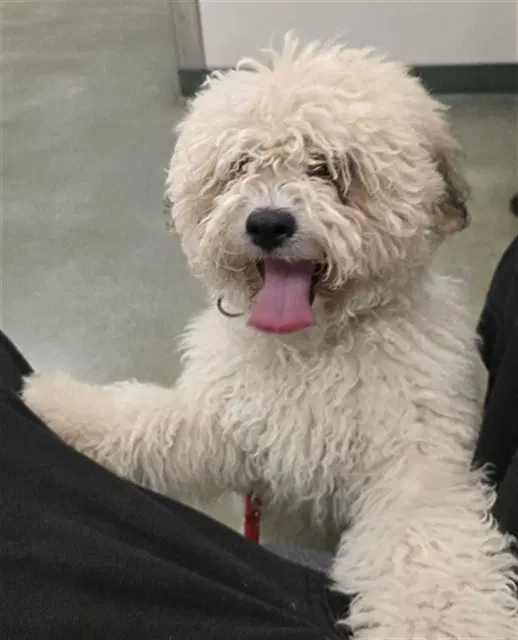 Ginger - Poodle (Toy)
