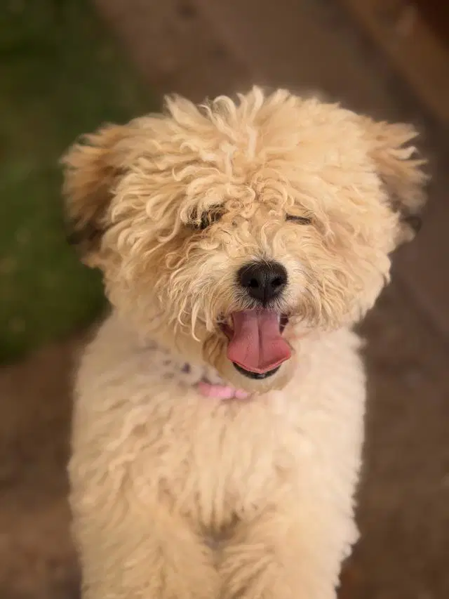 Ginger - Poodle (Toy)