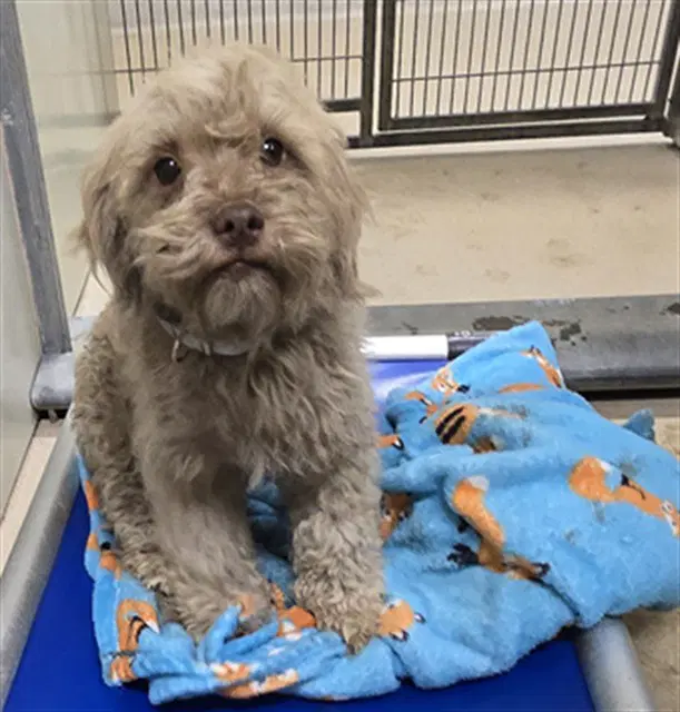 Elvis - Poodle (Toy)