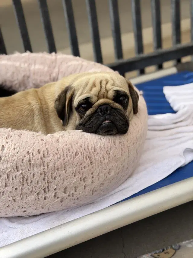 Niko - Pug